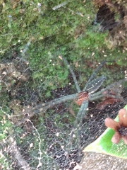 Aglaoctenus castaneus