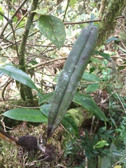 Bulbophyllum