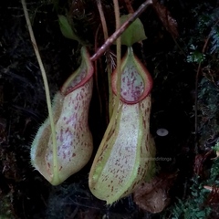 Nepenthes rhombicaulis