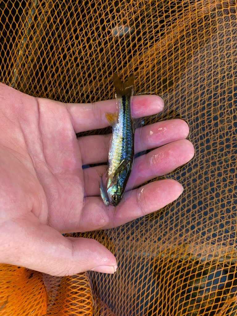 Esomus malayensis