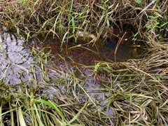 Channa striata