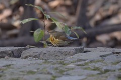 Tarsiger cyanurus