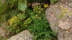 Cymopterus hallii