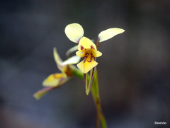 Diuris concinna