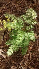 Cymopterus hallii