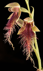 Calochilus gracillimus