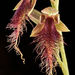 Calochilus gracillimus - Photo (c) izakschoon, algunos derechos reservados (CC BY-NC), subido por izakschoon