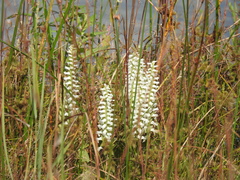 Spiranthes bightensis