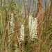 Atlantic Ladies' Tresses - Photo (c) Tim Guida, some rights reserved (CC BY-NC), uploaded by Tim Guida