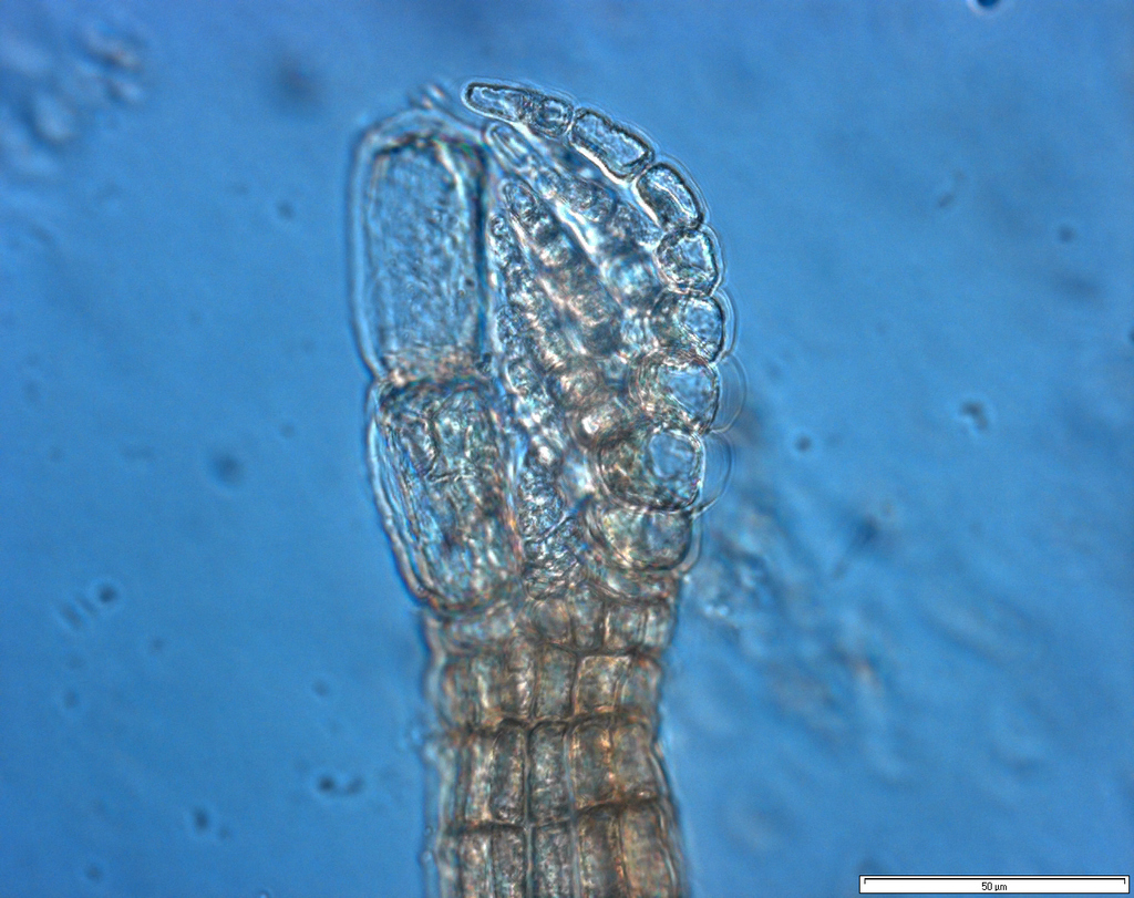 Herposiphonia secunda (Herposiphonia secunda)