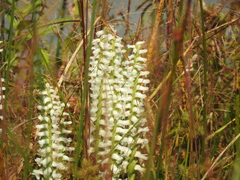 Spiranthes bightensis