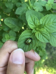 Calligrapha polyspila
