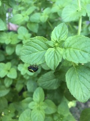 Calligrapha polyspila