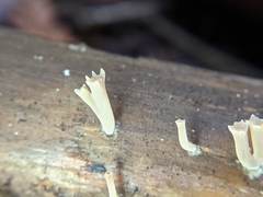 Clavariineae