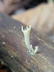 Clavariineae