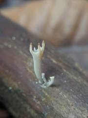 Clavariineae