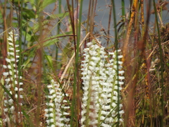 Spiranthes bightensis