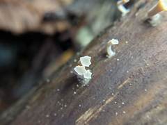 Clavariineae