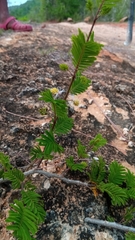 Dichrostachys akataensis