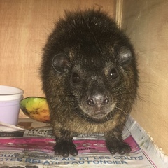 Dendrohyrax interfluvialis