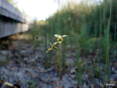 Diuris concinna
