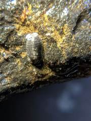 Gnorimosphaeroma noblei