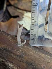 Clavariineae