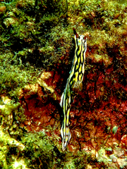 Image of Hypselodoris jacksoni