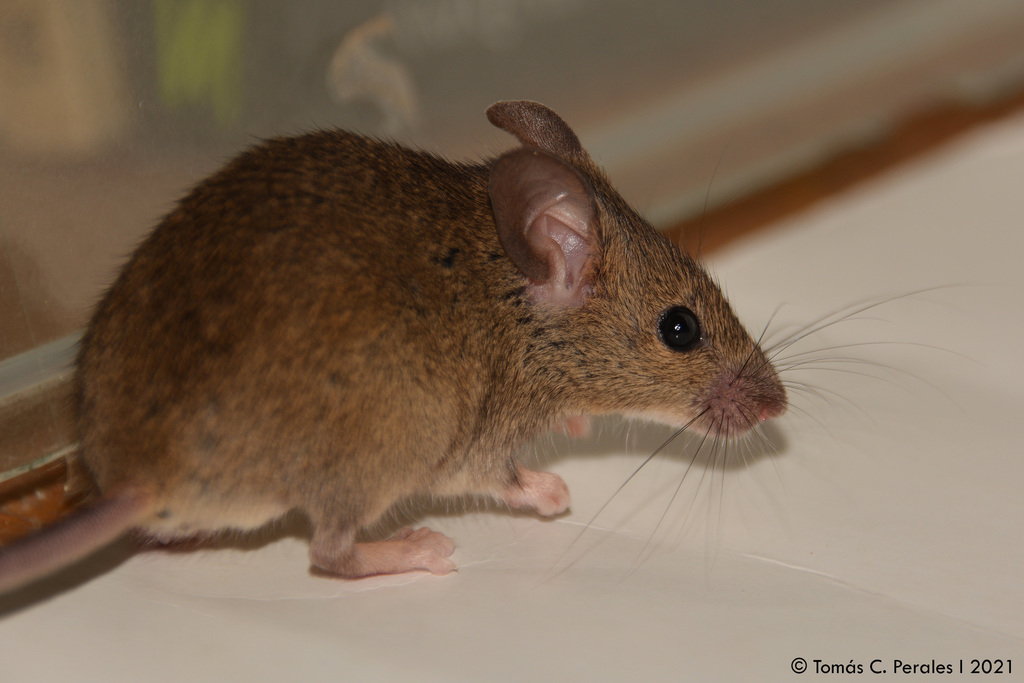 House Mouse