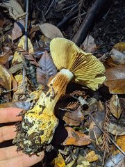 Cortinarius adonis