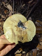 Cortinarius adonis