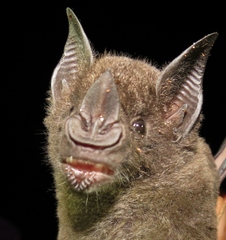 Phyllostomus hastatus
