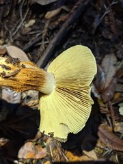 Cortinarius adonis