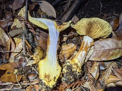 Cortinarius adonis