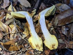 Cortinarius adonis