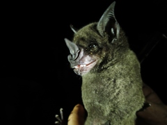 Phyllostomus hastatus