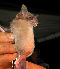 Phyllostomus discolor