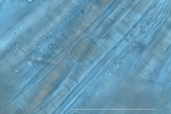 Dichothrix baueriana