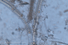 Dichothrix baueriana