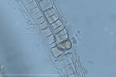 Dichothrix baueriana