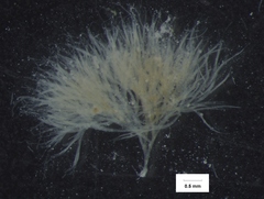 Dichothrix baueriana