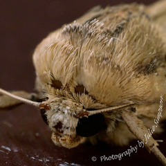 Leucania stenographa