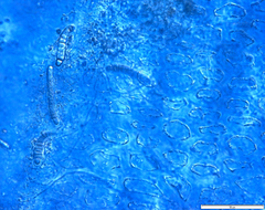 Calothrix confervicola