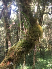 Bulbophyllum sandrangatense