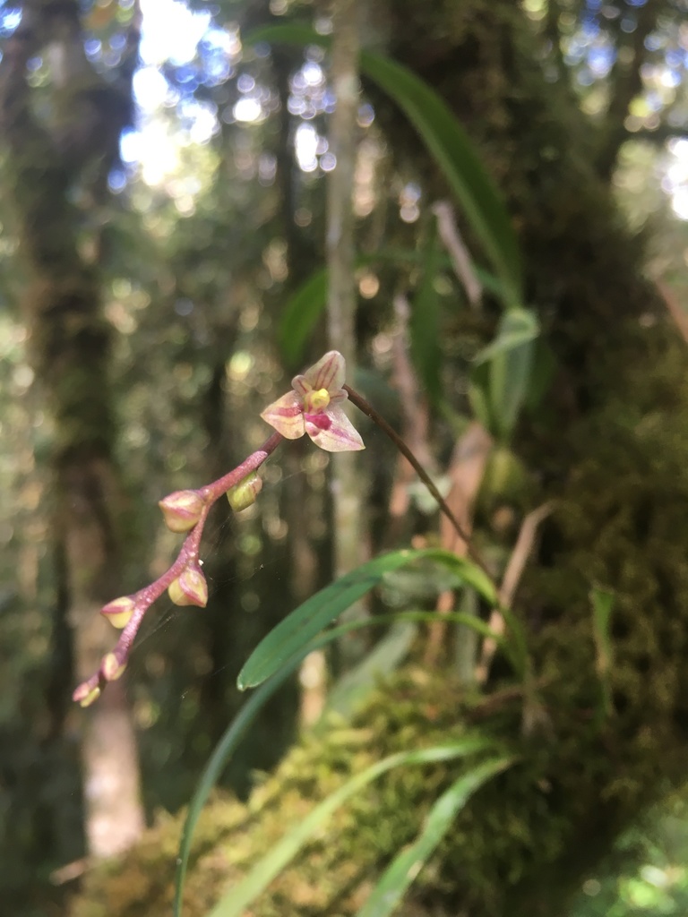 Bulbophyllum sandrangatense
