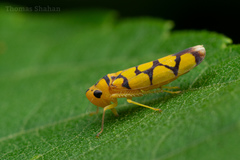 Pawiloma multilunatula