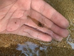 Macrobrachium sintangense