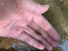 Macrobrachium sintangense