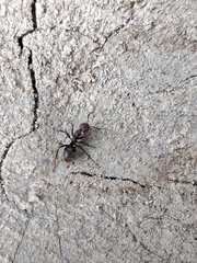 Dolichoderus quadridenticulatus