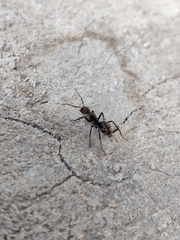 Dolichoderus quadridenticulatus